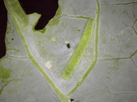 Garden Leaf GIF by Ansel Oommen