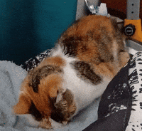 Tired Cat GIF
