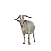 Vegan Goat Sticker by Fundacja Viva!