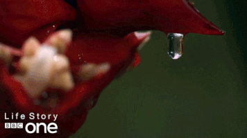 bbc one wildlife GIF by BBC