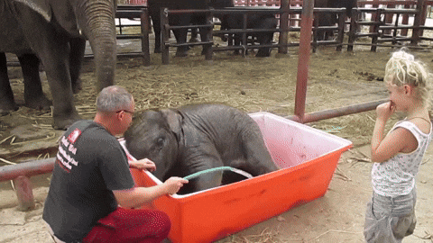 cuteanimalland giphyupload GIF