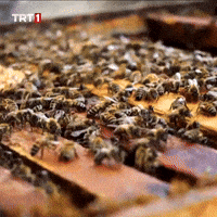 Hard Working Queen Bee GIF by TRT