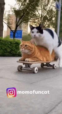 Momofuncat GIF