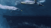 Bird Swimming GIF by PBS Digital Studios