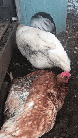 BloominAxilla giphyupload GIF