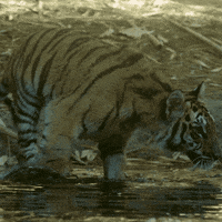 happy baby animals GIF by San Diego Zoo