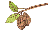 AltinmarkaOfficial chocolate cocoa bitter kakao Sticker