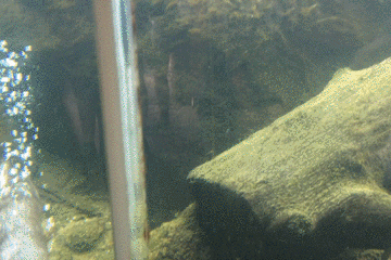 river otters GIF