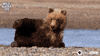 Bbc One Bear GIF by BBC