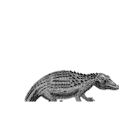 Natural History Illustration Sticker by The Wild Curiosity