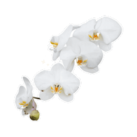 Pink Flower Sticker by Pompona