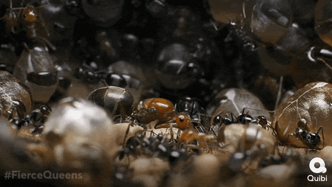 Ants GIF by Quibi