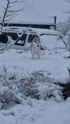 Husky Enjoys Playing in the Snow as Winter Weather Continues in UK