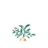 Carrot Sticker by Farmacy Kitchen