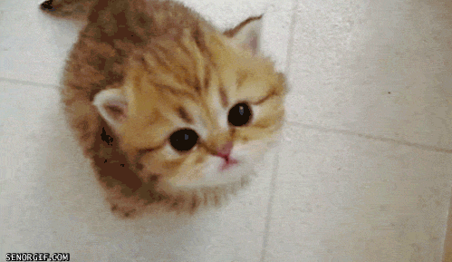 kitten meow GIF by Cheezburger