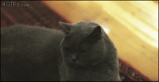 mad cat GIF