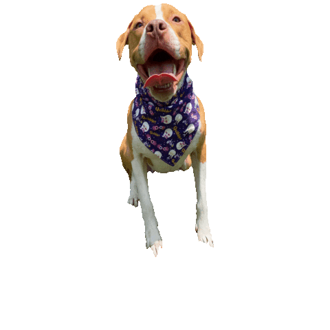 Pit Bull Dog Sticker by Geekster Pets