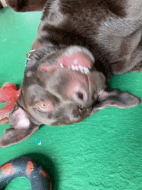 Camptails dog labrador dog daycare doggydaycare GIF