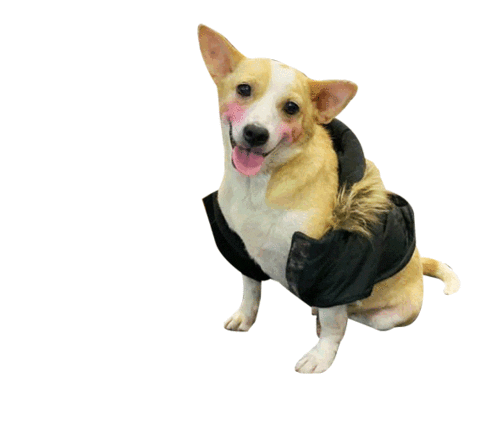 Dog Rescue Sticker
