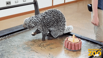 This Is Gross I Want That GIF by Brookfield Zoo