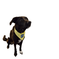 BCIT dog doggo vancouver bcit Sticker