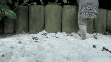 pallas cat kitten GIF