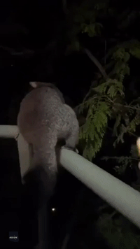 Possum Disappears Into the Night After Grabbing Apple Treat