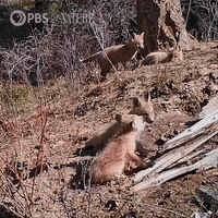 Pbs Nature Animales GIF by Nature on PBS