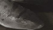 shark week swimming GIF by PBS Digital Studios