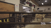 turn run away GIF by CBC