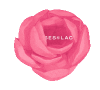 roseslaceshop flower rose bud blooming Sticker
