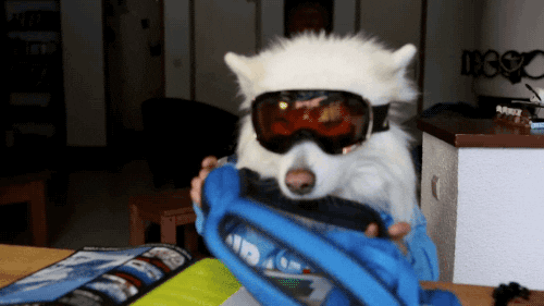 dog snow GIF