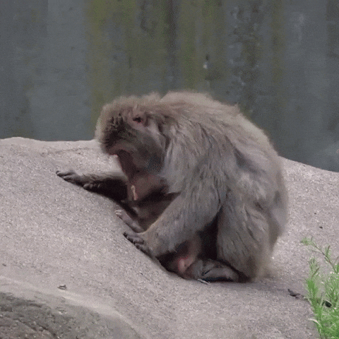 Baby Monkey Catches Free Rides From Mom at Zoo in Milwaukee