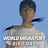 World Migratory Bird Day GIF