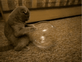 Cat Ball GIF