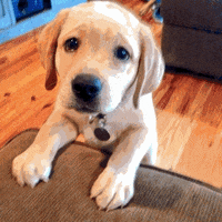 cuteness overload GIF
