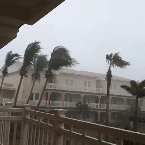 Palm Trees Sway as Hurricane Irma Nears St. Kitts and Nevis
