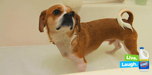 dog bath GIF by Clorox