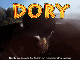Dog Costa GIF by abana a cauda