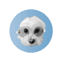Dog Sunglasses Sticker by immagram