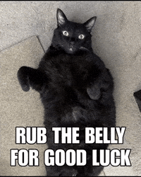Black Cat GIF