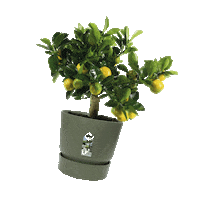 Spring Huis Sticker by fonQnl