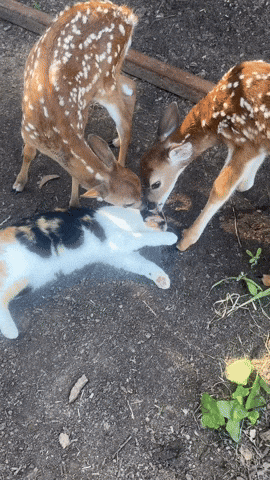 cuteanimalland giphyupload GIF