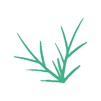 Flower Grow Sticker by whatafest