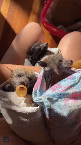 Carer Has Hands Full Bottle Feeding Young Bats in Queensland