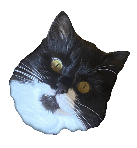 Cute Cat Sticker