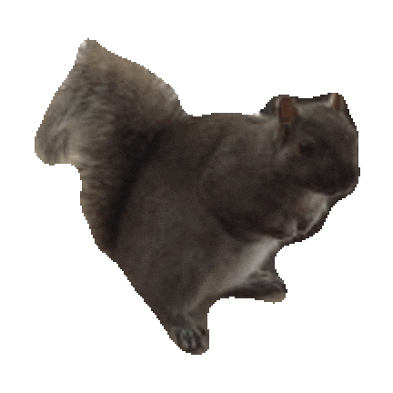 squirrel STICKER by imoji