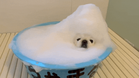 cuteanimalland giphyupload GIF