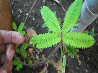 plants GIF