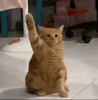 قطو GIF